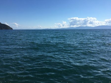 アオリイカ渋い